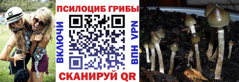 Купить закладки  Черногорск  Псилоцибиновые грибы Psilocybe 
